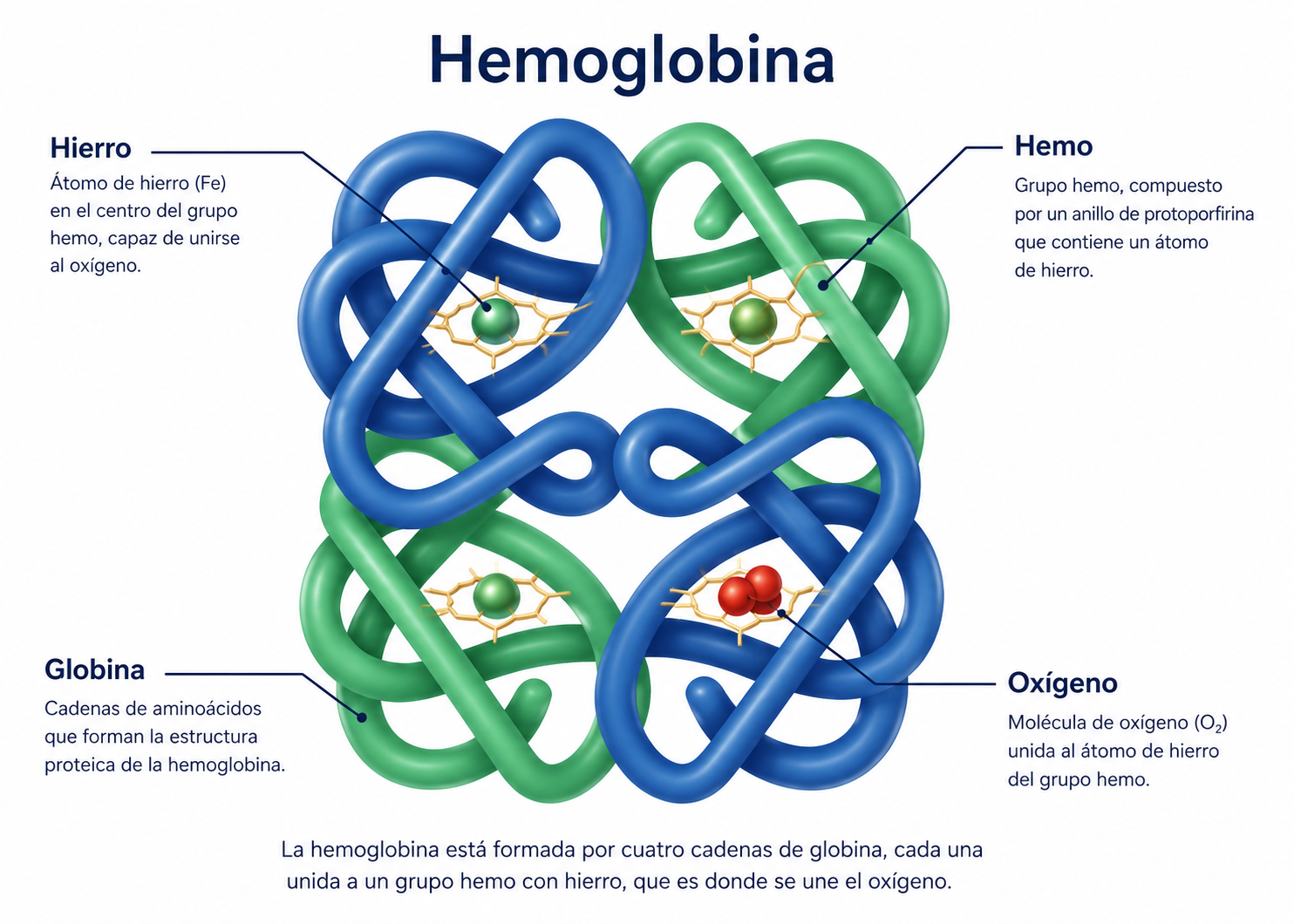 Ilustración de la estructura de la hemoglobina con hierro, grupo hemo, globina y oxígeno